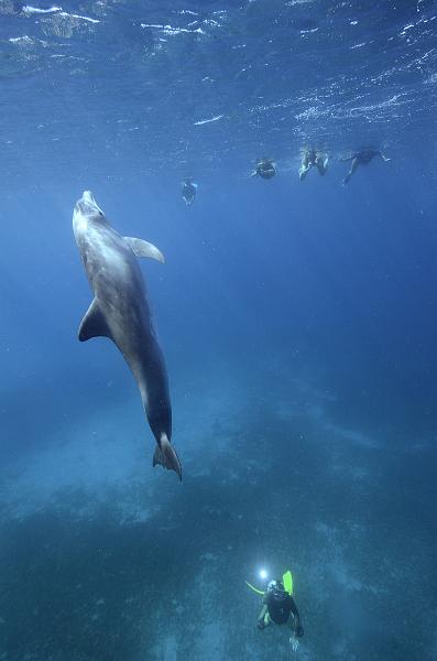 GWD Saintes tursiops truncatus 2012 dec_40.jpg